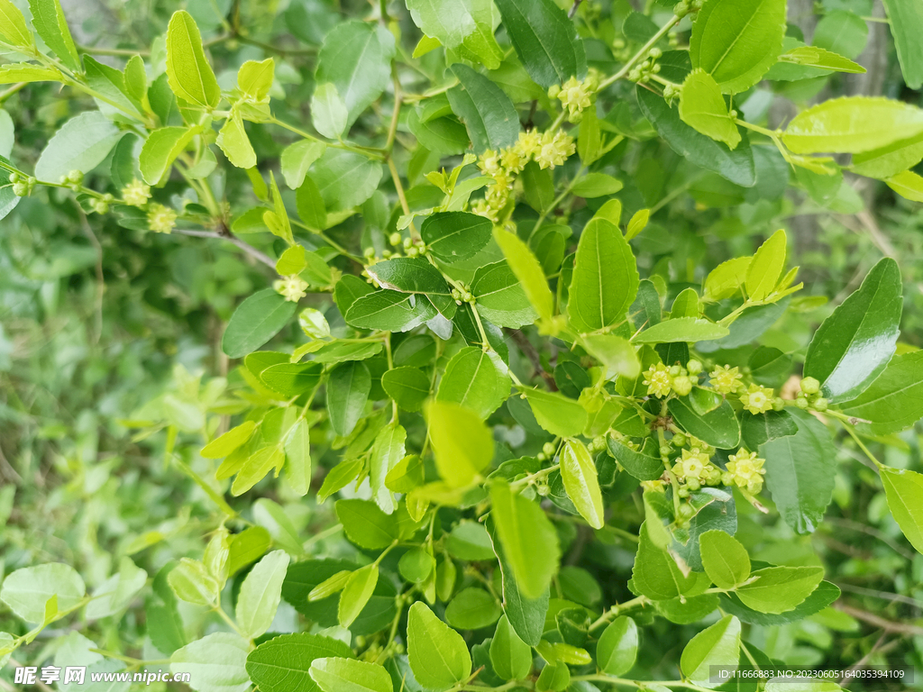 酸枣花