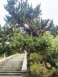 松树