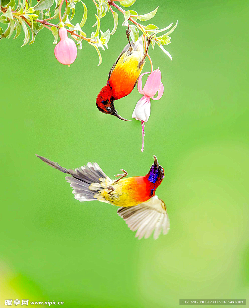 太阳鸟图