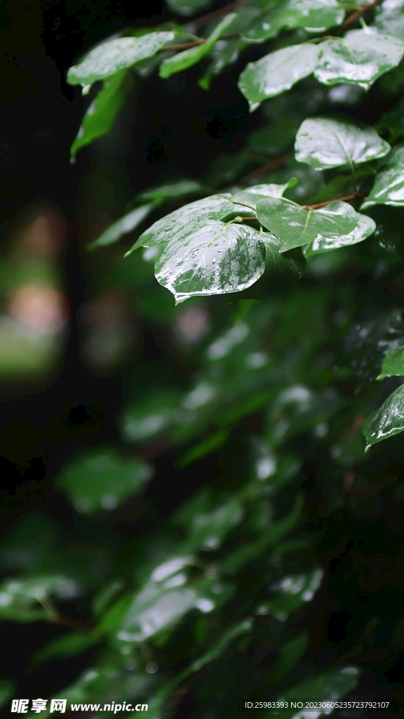 小雨中的爬山虎