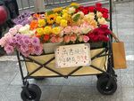 玫瑰花