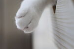 猫咪爪