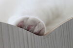 猫爪
