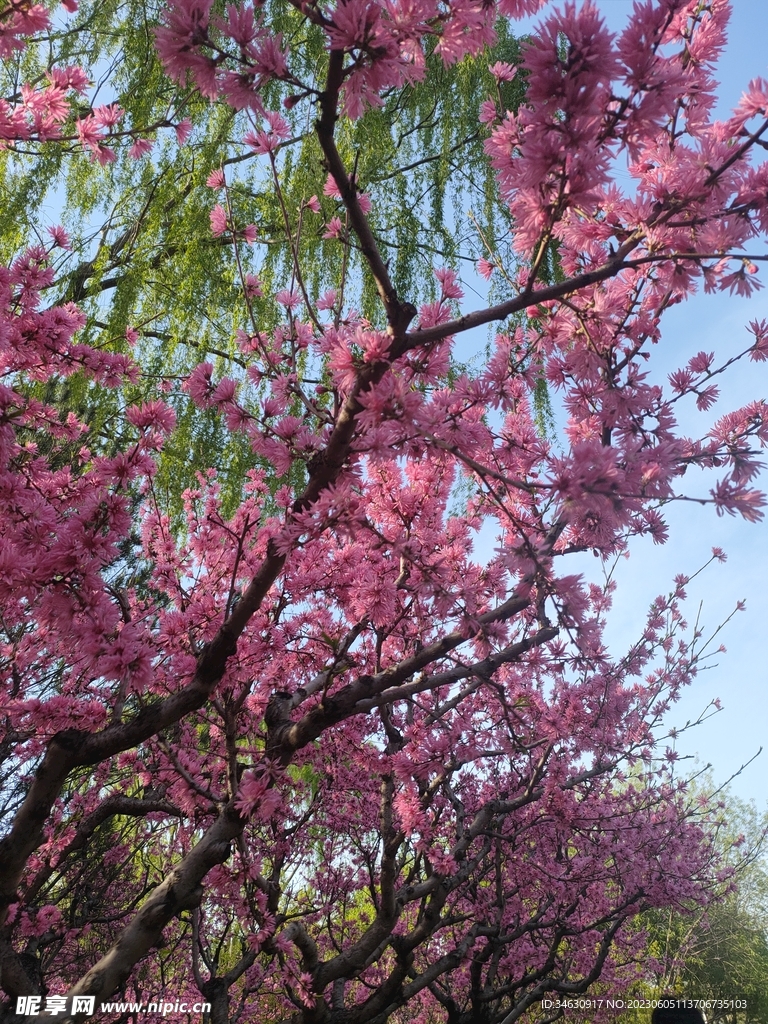 粉色大树