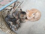 猫咪
