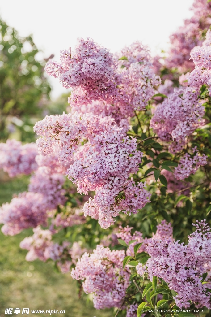 丁香花摄影图__花草_生物世界_摄影图库_昵图网nipic.com