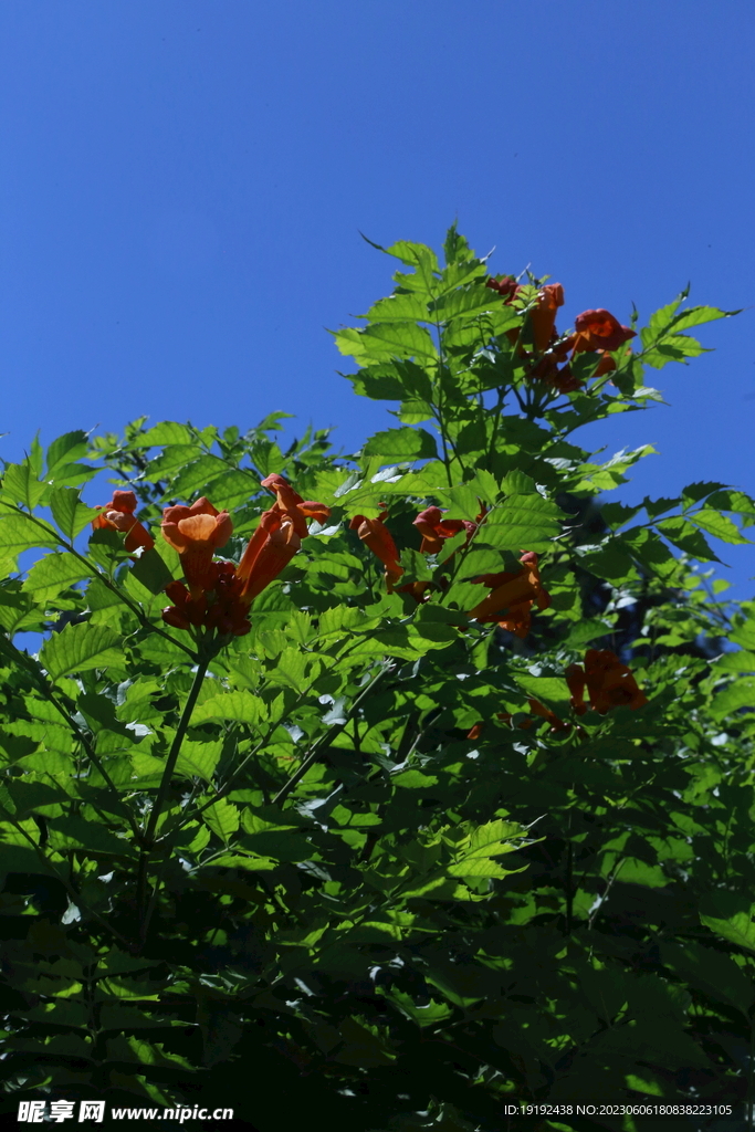 凌霄花 