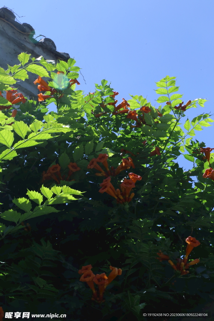 凌霄花