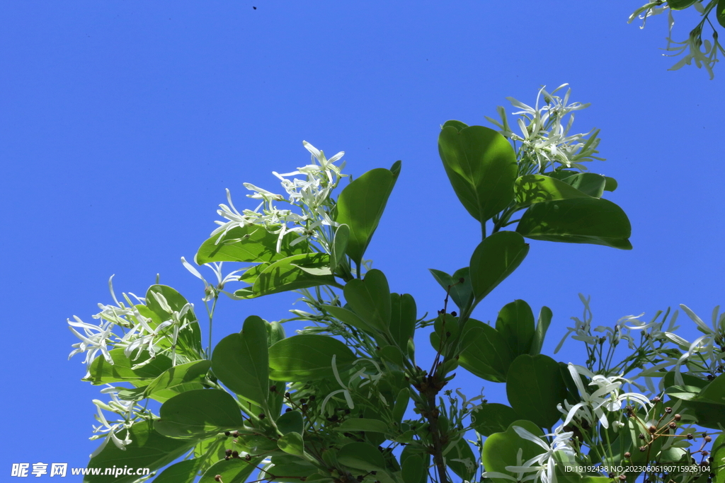 流苏树花