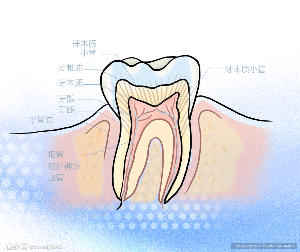 牙齿结构