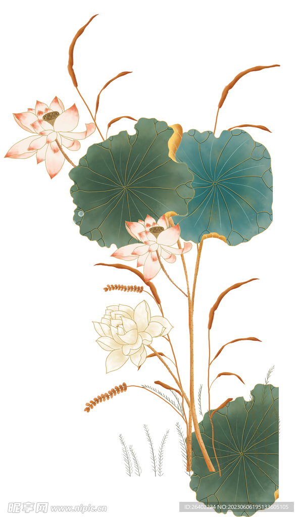 荷花 莲花