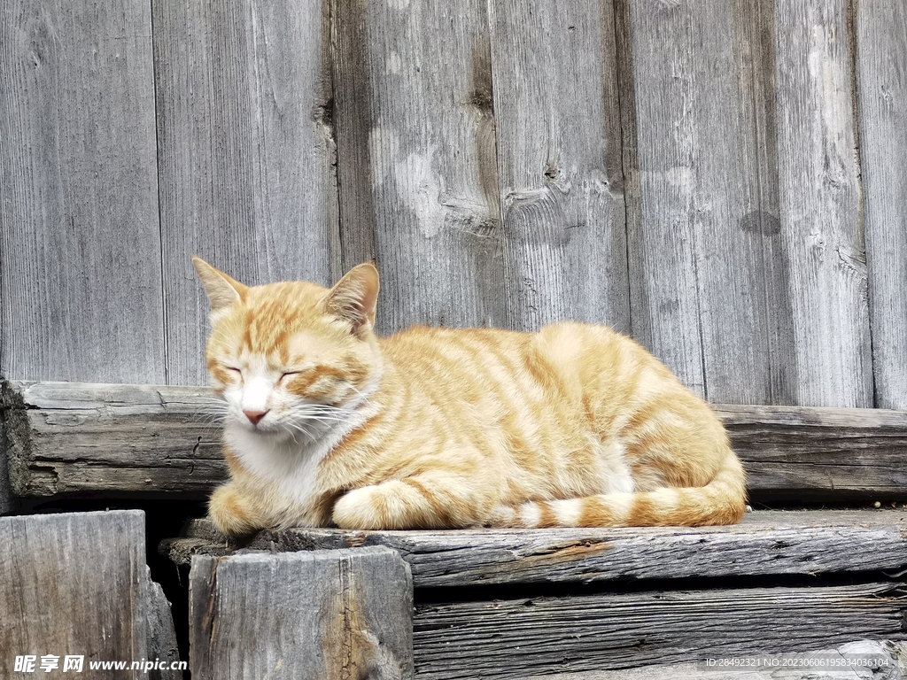 猫