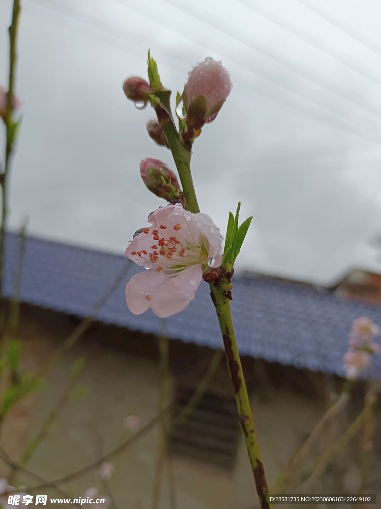 桃花