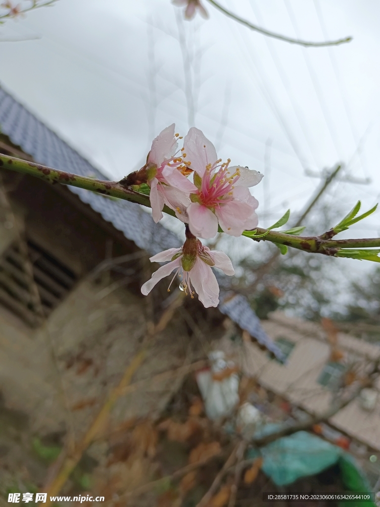 桃花