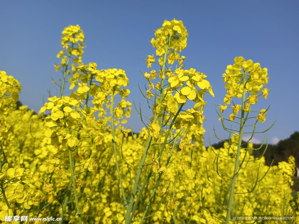 油菜花