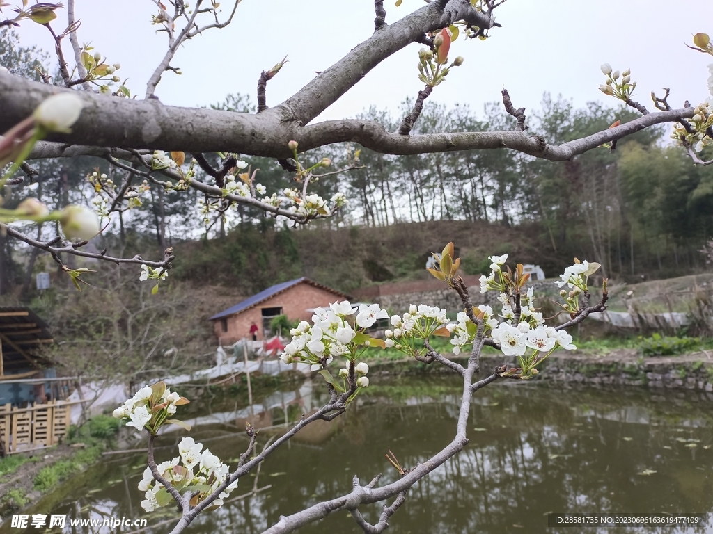 梨花