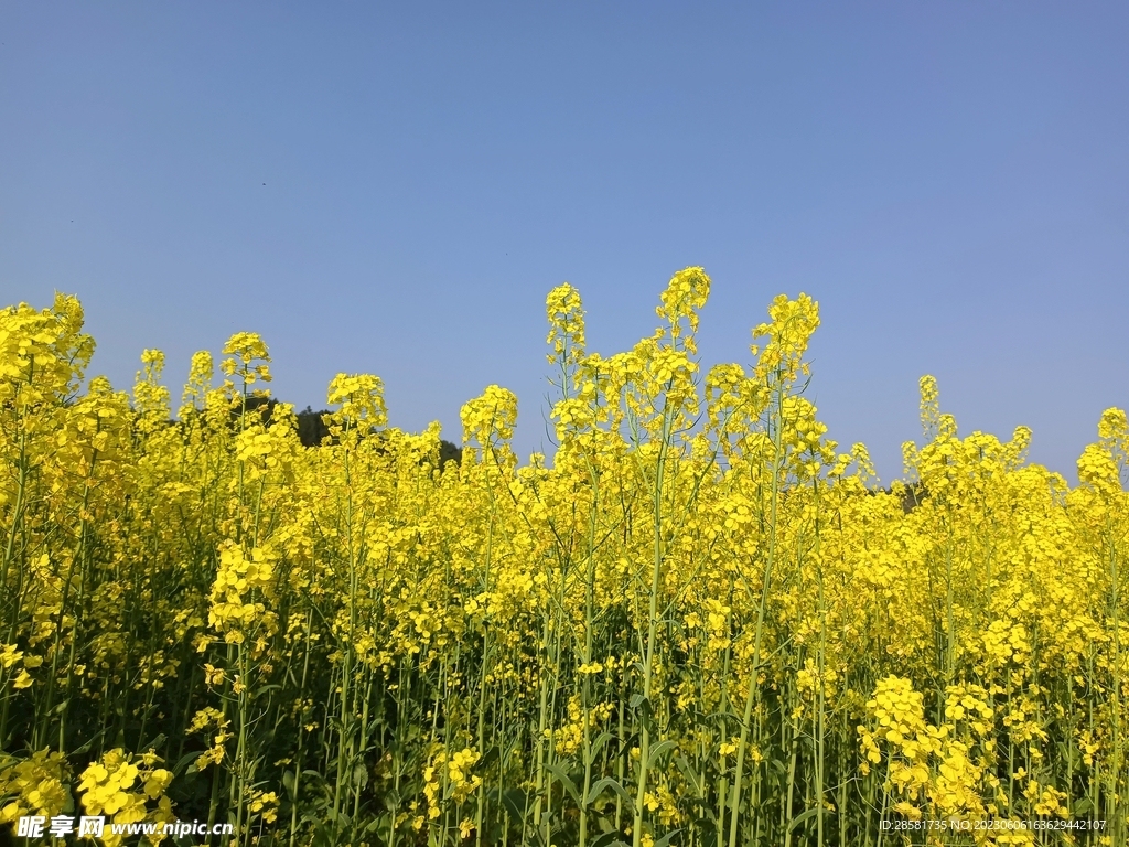 油菜花