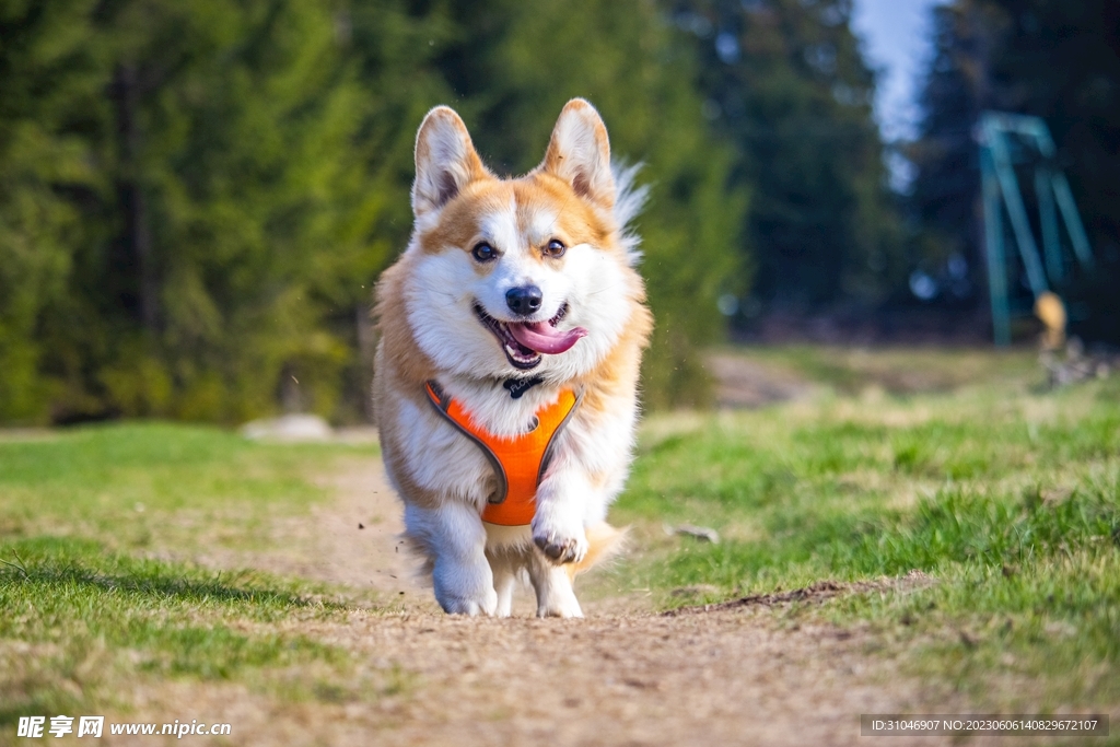 奔跑的柯基犬自然壁纸图片