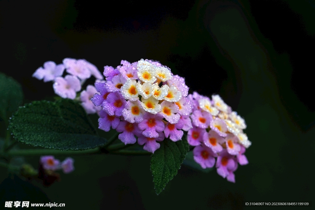 马缨花露水