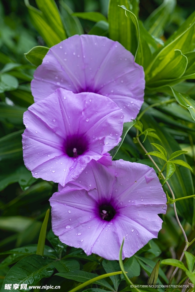 雨后牵牛花