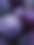茄色光影