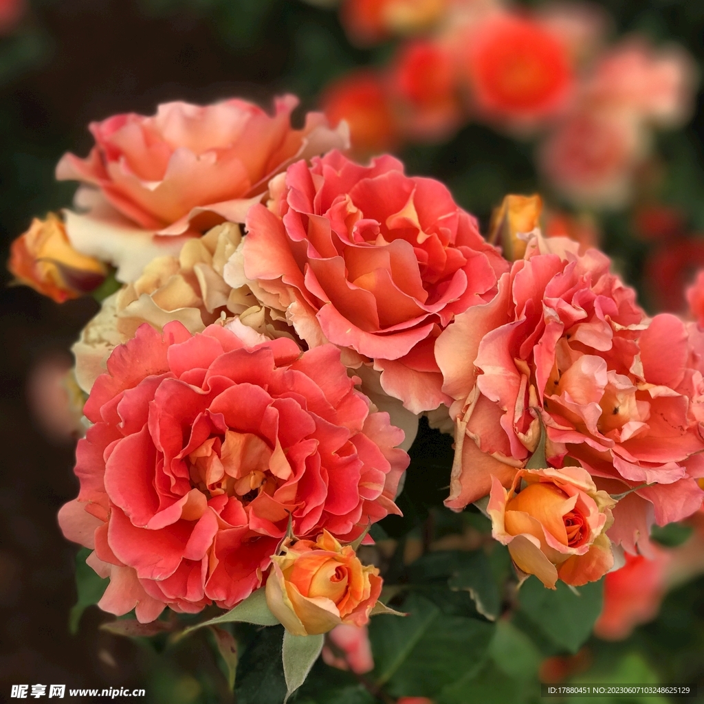 月季