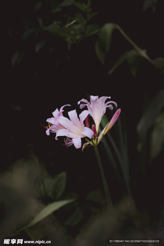 换锦花