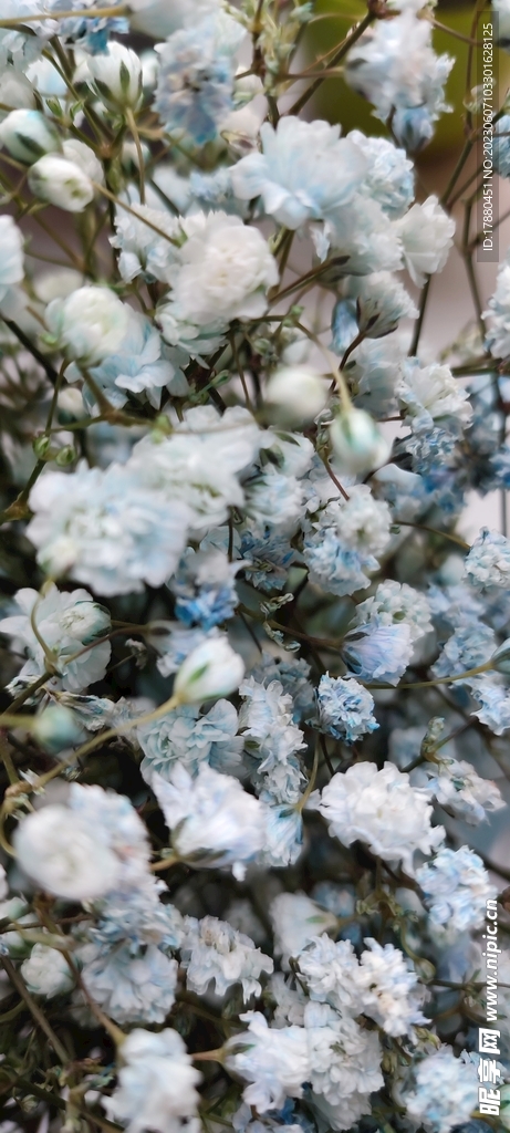 缕丝花