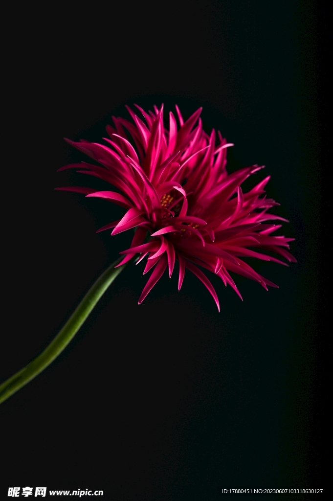 大丽花