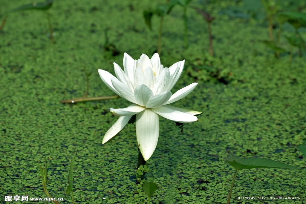 荷花