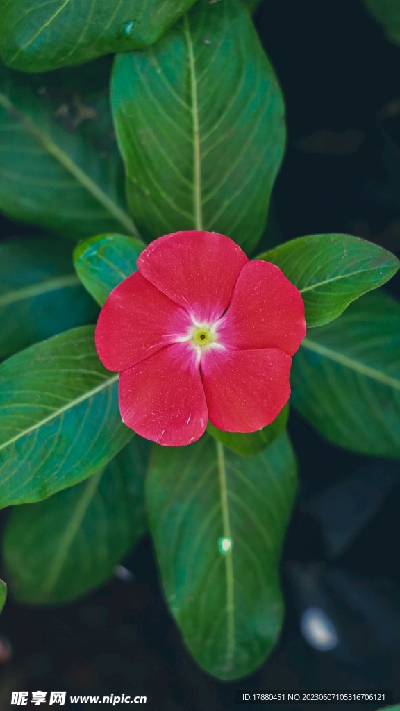 长春花