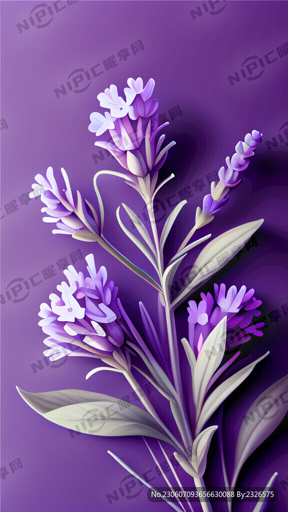 紫色背景　薰衣草　颜色艳丽　花