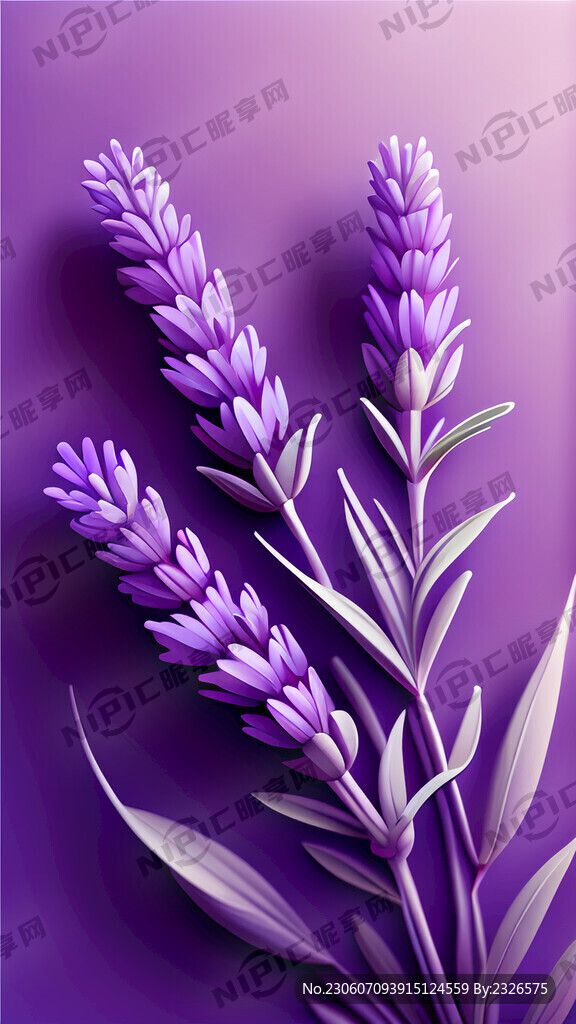 紫色背景　薰衣草　颜色艳丽　花