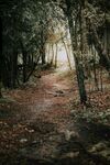 林间小路