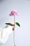 一朵鲜花
