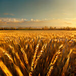 小麦，金色，超大场景，黄金时段光，丰富细节