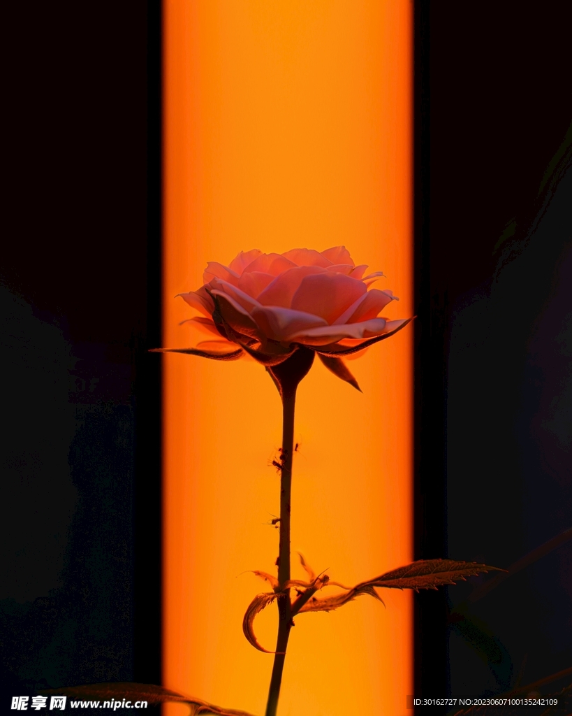 植物花卉