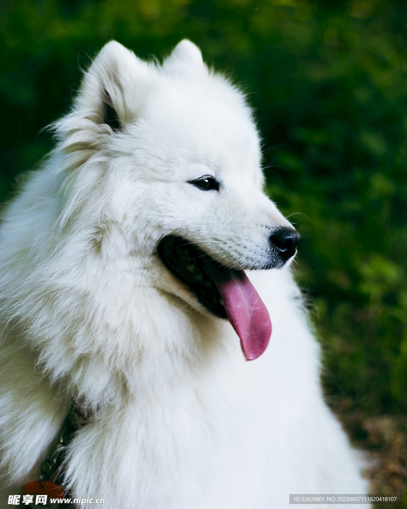 萨摩耶犬 