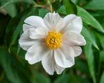 白色芍药花 