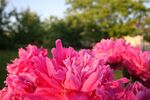 芍药