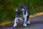 狸花猫 