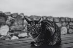 狸花猫