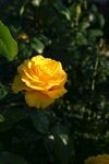 黄色月季花