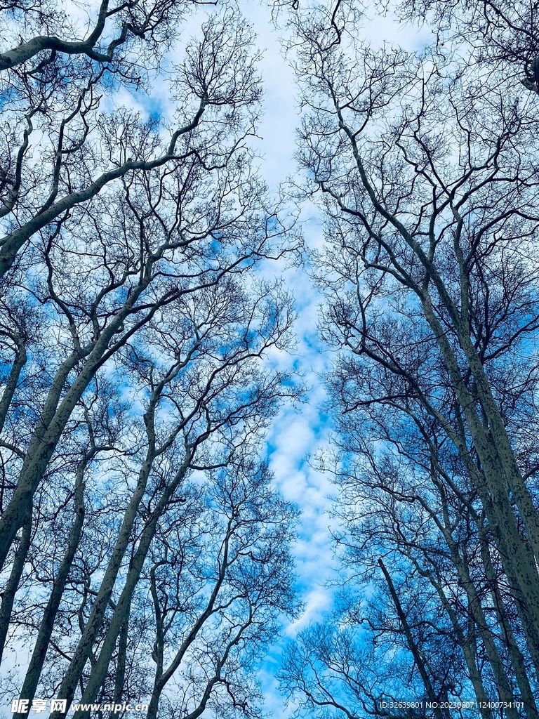 树林