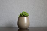 多肉植物