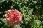粉色菊花