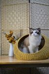 布偶猫