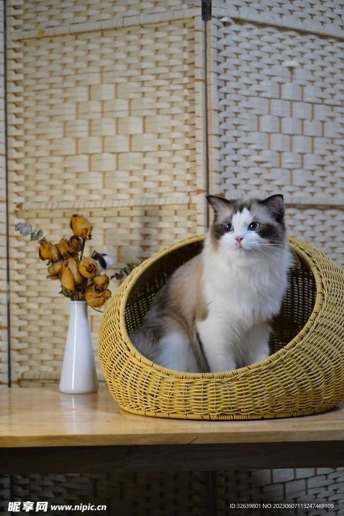 布偶猫