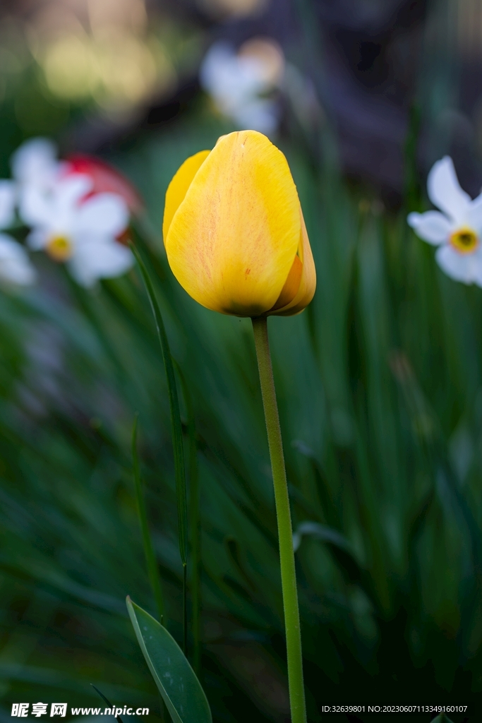 黄色郁金香