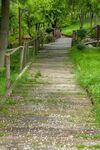 林间道路